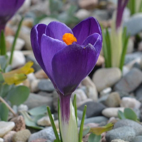 Crocus Large Flowered Purple